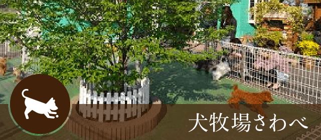 犬牧場さわべ｜ペットショップつくばビークラブ