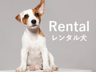レンタル犬｜ペットショップつくばビークラブ