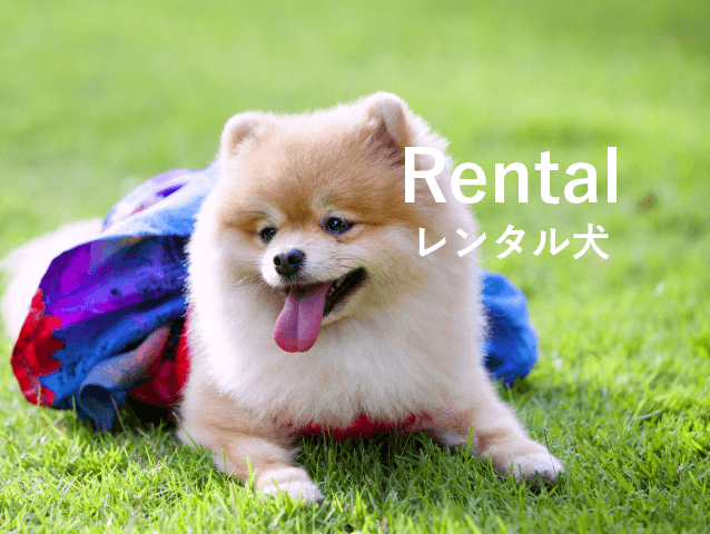レンタル犬