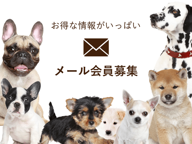 メール会員募集