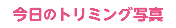 今日のトリミング写真